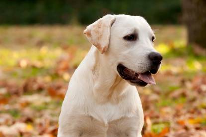 Vue proche d'un Labrador dans un champ