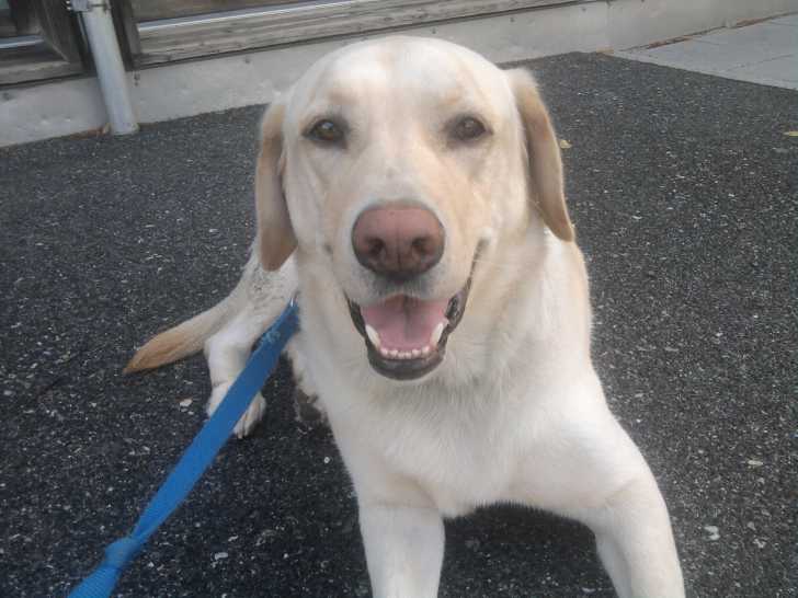 Byron - Labrador Retriever Mâle (4 ans)