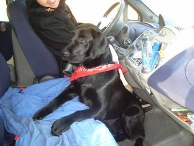 axa labrador - Labrador Retriever