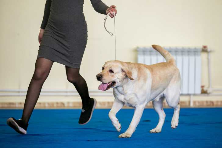 Photo Labrador Retriever
