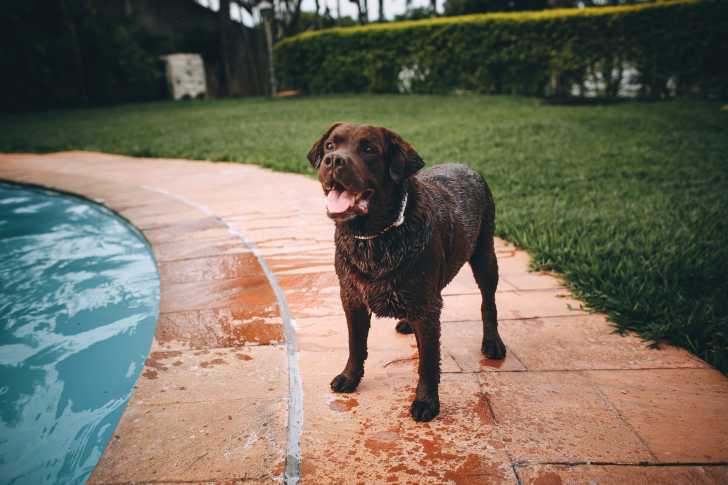Photo Labrador Retriever