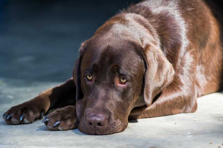 Photo Labrador Retriever