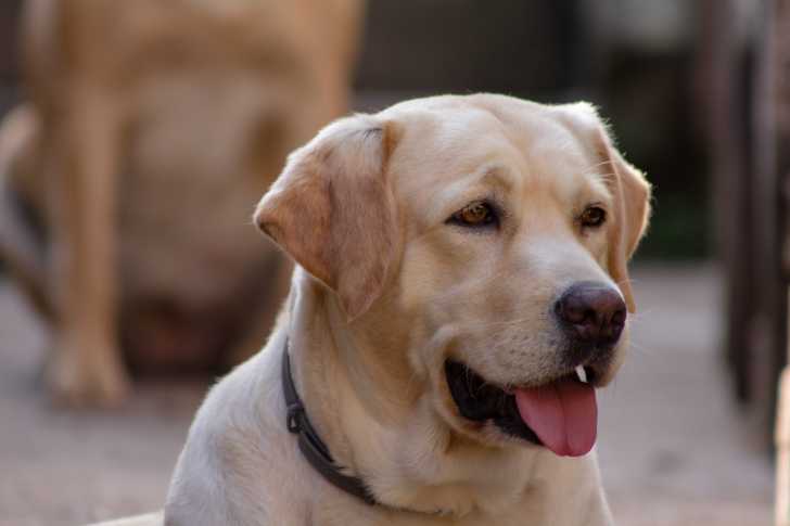 Photo Labrador Retriever