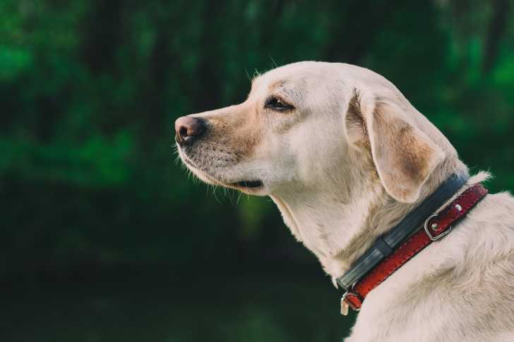Photo Labrador Retriever