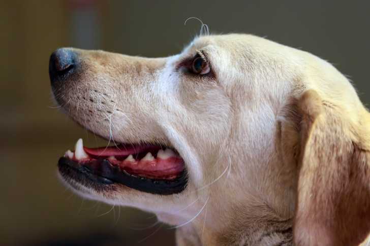 Photo Labrador Retriever