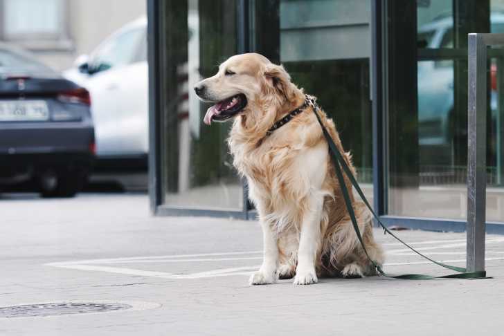 Un Labrador Retriever attaché à poteau en fer, sur un parking