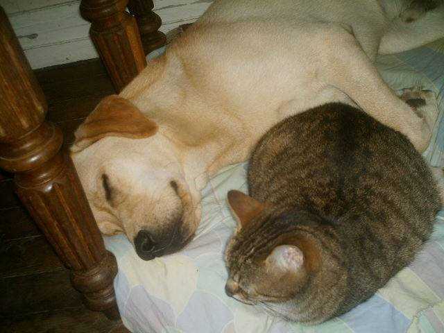 chétak handichiens - Labrador Retriever Mâle (1 an)