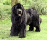 Kelly - Terre-Neuve (5 ans)