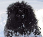 Anastasia - Terre-Neuve (4 ans)