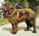 Zacha - Terre-Neuve (11 mois)