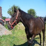 Copain - Terre-Neuve M&acirc;le (5 ans)