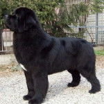 Bicen - Terre-Neuve (2 ans)