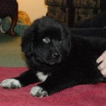 Misha - Terre-Neuve (3 mois)