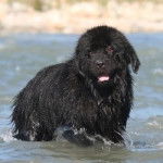 Jack - Terre-Neuve M&acirc;le (1 an)