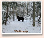 TaraJean - Terre-Neuve