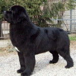 Beto - Terre-Neuve M&acirc;le (3 ans)