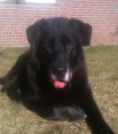 Dusty - Terre-Neuve M&acirc;le (13 ans)