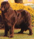 Chestnut at farm house - Terre-Neuve M&acirc;le (2 ans)