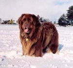 Chestnut in da snow - Terre-Neuve M&acirc;le (5 ans)