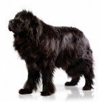 Terre Neuve - Terre-Neuve