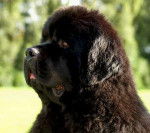 Terre Neuve - Terre-Neuve