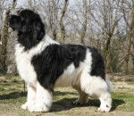 Terre Neuve - Terre-Neuve