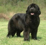 Nuit - Terre-Neuve M&acirc;le (13 ans)