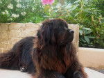 Cybel - Terre-Neuve (2 ans)