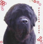 terre neuve - Terre-Neuve