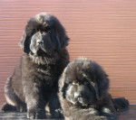 Bruce et Bout de zan de la Baie Bonavista-Terre-neuve - Terre-Neuve