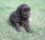 Ch&eacute;ops b&eacute;b&eacute; - Terre-Neuve