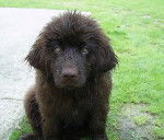 Ch&eacute;ops 3 mois - Terre-Neuve (3 mois)