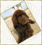 Montage Agathe - Terre-Neuve