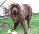 Ch&eacute;ops 11 mois - Terre-Neuve (11 mois)