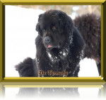 Tara Jean - Terre-Neuve