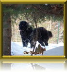 Tara Jean - Terre-Neuve