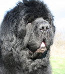 CH Spirit of St Louis de La Contr&eacute;e du Milieu - Terre-Neuve