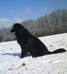 Snorky femelle de 9 ans - Terre-Neuve (9 ans)