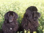 Woofy et Snorky - Terre-Neuve