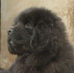 Ursa-Major de la Baie Blanche &agrave; 10 semaines - Terre-Neuve