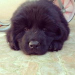 ICKO dit BALOO CHIOT TERRE NEUVE 2 MOIS - Terre-Neuve (2 mois)