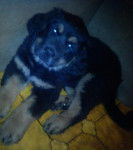 gordon - Terre-Neuve M&acirc;le (2 mois)