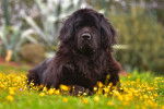 Un Terre Neuve allongé dans un jardin avec des petites fleurs jaunes