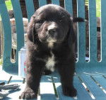 Sophia - Terre-Neuve (10 mois)