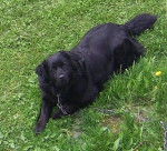 zoé - Terre-Neuve (9 ans)