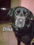 chika - Terre-Neuve (5 ans)