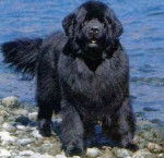 terranova - Terre-Neuve (8 mois)