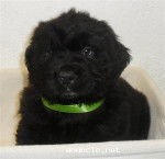 Lucí - Terre-Neuve (1 mois)