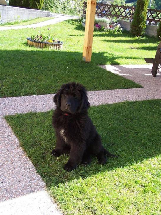 Taja - Terre-Neuve (4 mois)