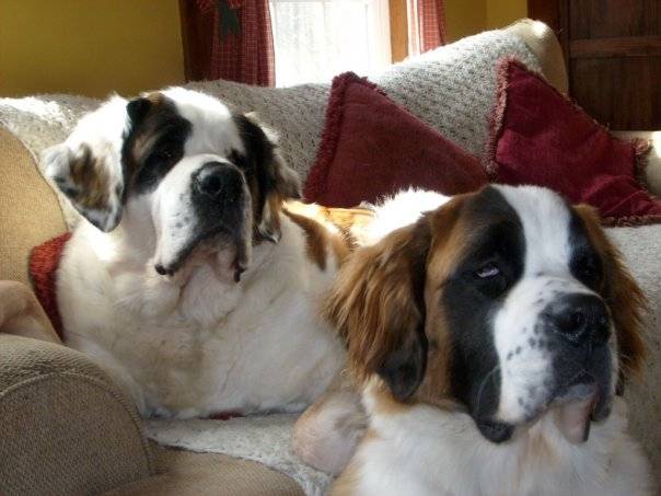 maddy and bean - Terre-Neuve (5 ans)